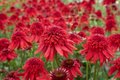 Echinacea 'Eccentric' P9, ® Zonnehoed