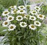 Echinacea 'Sunseekers White', ® Zonnehoed