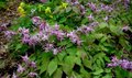 Epimedium grandiflorum, Elfenbloem