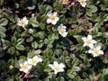 Fragaria chiloensis 'Chaval', Bosaardbei