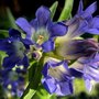 Gentiana dahurica, Gentiaan