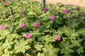 Geranium nodosum, Ooievaarsbek