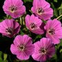 Geranium 'Pink Penny', Ⓡ Ooievaarsbek