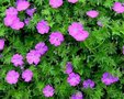 Geranium sanguineum 'Tiny Monster', Ooievaarsbek