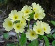 Primula elatior, Sleutelbloem