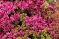 Sedum spurium 'Schorbuser Blut', Vetkruid