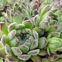 Sempervivum pyrenaicum, Huislook