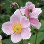 Anemone hupehensis 'September Charm', herfstanemoon