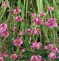 Anemone hybr. 'Hadspen Abundance', Anemoon