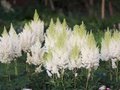 Astilbe arendsii 'Weisse Gloria', Pluimspirea