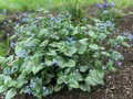 Brunnera macrophylla 'Sea Heart', ® Kaukasische vergeet-mij-niet