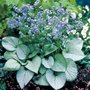 Brunnera macrophylla 'Silver Heart', ® Kaukasische vergeet-mij-niet