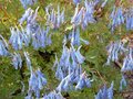 Corydalis flexuosa 'Porcelain Blue', ® Helmbloem