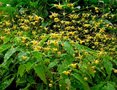 Epimedium 'Amber Queen', ® Elfenbloem