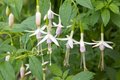 Fuchsia magell. var. molinea 'Alba', Bellenplant