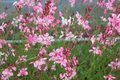 Gaura lindheimeri 'Rosy Jane', Prachtkaars