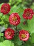 Geum rivale 'Flames of Passion' P9, ® Nagelkruid