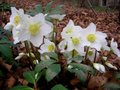 Helleborus niger 'Praecox', Kerstroos,Nieskruid