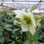 Helleborus orientalis 'Pretty Ellen White', Kerstroos,Nieskruid