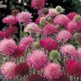 Knautia macedonica 'Melton Pastels', Beemdkroon