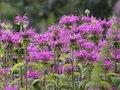 Monarda 'Prairienacht', Bergamot