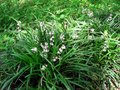 Ophiopogon planiscapus, Slangenbaard