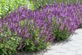 Salvia nemorosa 'Amethyst', siersalie