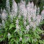 Tiarella 'Sugar and Spice', ® Perzische muts