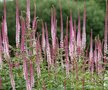 Veronicastrum virginicum 'Red Arrows', Viginische ereprijs