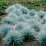 Festuca glauca 'Eisvogel', Zwenkgras