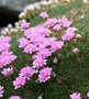 Armeria juniperifolia 'New Zealand Form', Engels gras