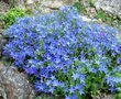 Campanula garganica 'Erinus Major', Klokjesbloem