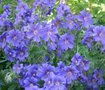 Geranium 'Blue Blood', Ooievaarsbek