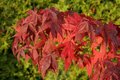 Acer palmatum 'Osakazuki', 60-80