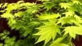 Acer shirasawanum 'Jordan', 100/125 20L