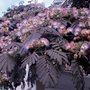 Albizia julibrissin 'Summer Chocolate', 30-40, Perzische slaapboom