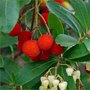 Arbutus unedo, 125/150 18L, aardbeiboom