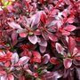 Berberis thunbergii 'Atropurpurea', 60/80 7.5L, Japanse zuurbes