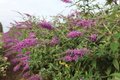 Buddleja argus velvet, 40/60 Vlinderstruik ®