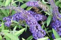 Buddleja dav. 'Adonis Blue', 30/40 Vlinderstruik ®