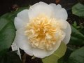 Camellia jap. 'Brushfield's Yellow', 60-80  5L, Japanse roos