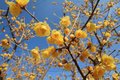 Chimonanthus praecox, 30-40 3L, Winterzoet