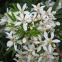 Choisya ternata 'White Dazzler', 25-30 3L, Glansmispel ®