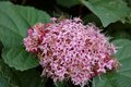 Clerodendrum bungei, 40-50 3L,Pindakaasstruik