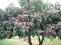 Clerodendrum trichotomum, 80-100 Kluit, Pindakaasstruik