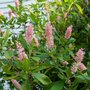 Clethra alnifolia 'Ruby Spice', 3L Schijn-Els