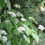 Cornus alternifolia, 60-80 Kluit, Pagode kornoelje