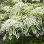 Cornus controversa 'Variegata', 125-150 20L, Reuzenkornoelje