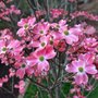 Cornus florida 'Rubra', 60-80 Kluit, Amerikaanse Kornoelje