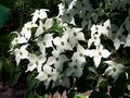 Cornus k. 'Schmetterling', 125/150 Pot meerstammig Kornoelje